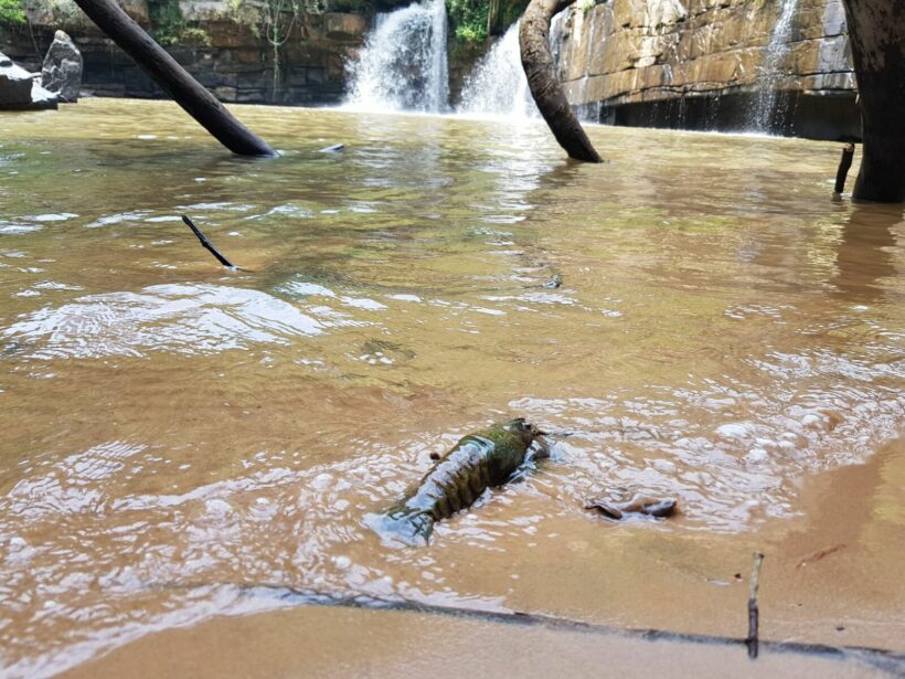 Crayfish alien species found at Phetchabun waterfall, Thais discuss potential effects to ecosystem