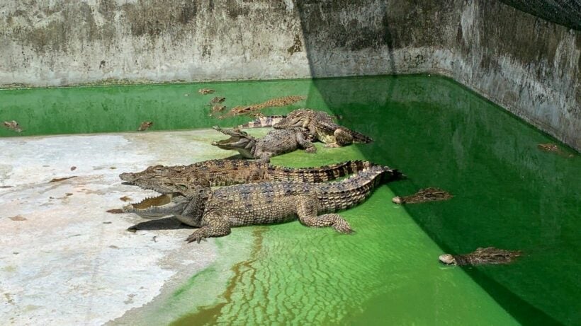 200 crocodiles on sale in Trang, southern Thailand