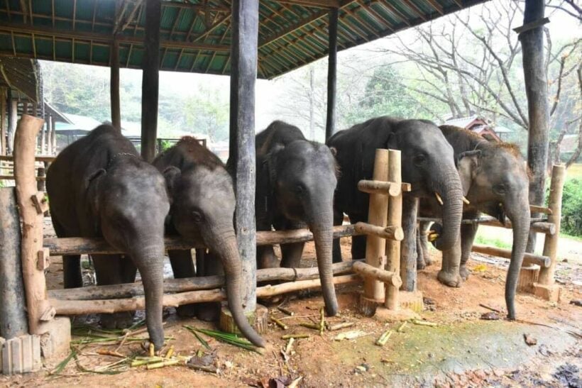 Thailand’s elephant crisis: 22 elephants die during pandemic at Chiang Mai camp