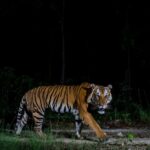 Endangered tiger tracked by Thai wildlife officials dies aged 9 | Thaiger