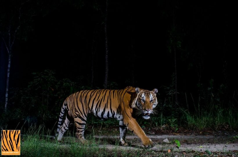 Endangered tiger tracked by Thai wildlife officials dies aged 9