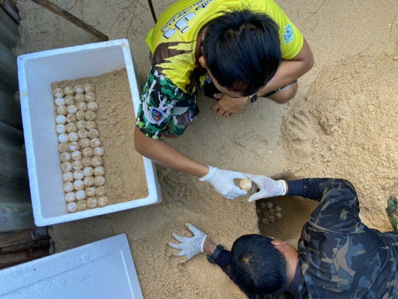 Wildlife officials uncover 5th turtle nest in Phang Nga