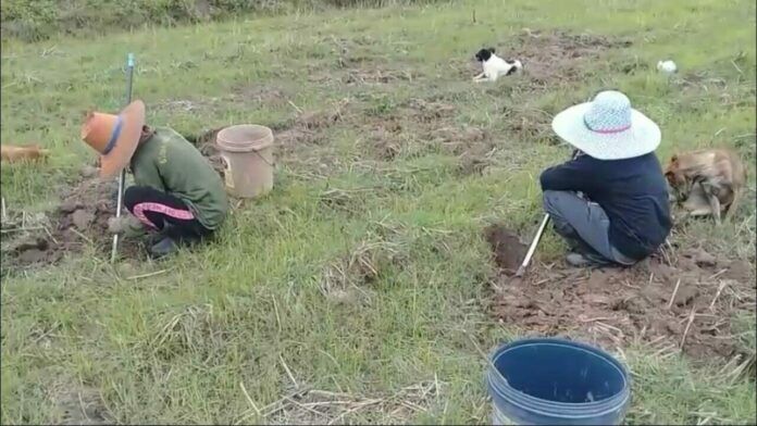 Villagers in Pathum Thani flock to rice fields to dig for crabs after summer storm