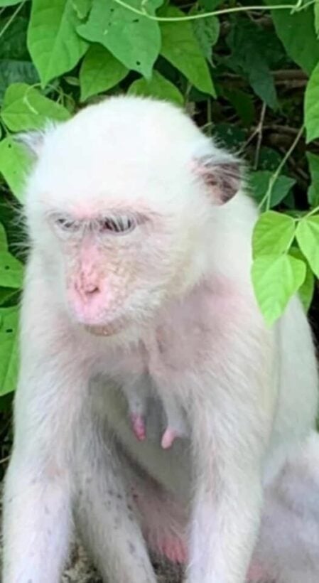 Monkeying around in Chon Buri: Rare 'albino' monkey resembles Chinese legend | News by Thaiger