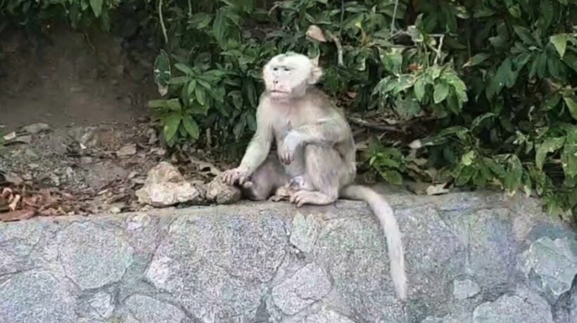 Monkeying around in Chon Buri: Rare ‘albino’ monkey resembles Chinese legend