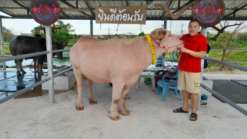 Albino water buffalo sells for 2.5 million baht at Thailand buffalo festival