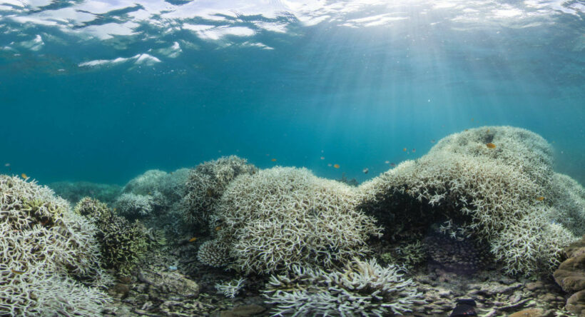 Australia’s Great Barrier Reef facing “mass bleaching”