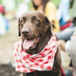 Phuket Soi Dog volunteer to brave Himalayas to raise money for foundation | Thaiger