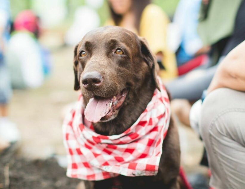 Dog owner winning first ever lawsuit against a veterinary hospital in Thailand