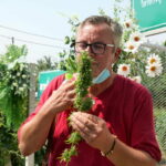 Ganja galore: Over 1,000 cannabis clinics have opened this year in Thailand | Thaiger