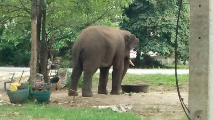 21 million baht lawsuit filed against resort after man trampled to death by elephant