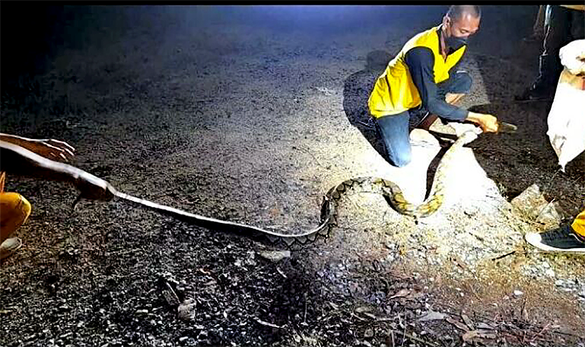 Chon Buri farmer catches huge python in his chicken coop