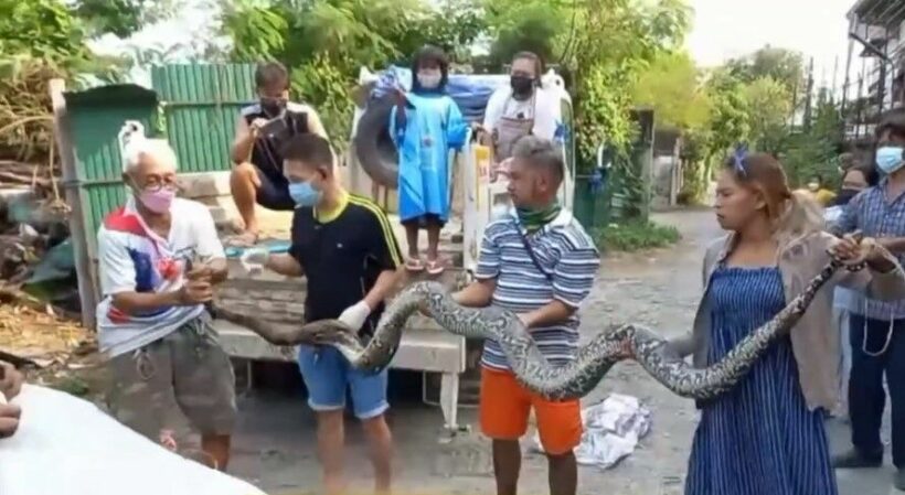 3 metre long snakes found while clearing land in Bangkok