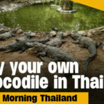 200 crocodiles on sale in Trang I GMT | Thaiger
