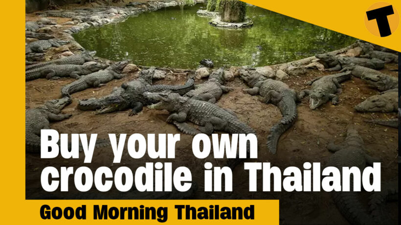 200 crocodiles on sale in Trang I GMT