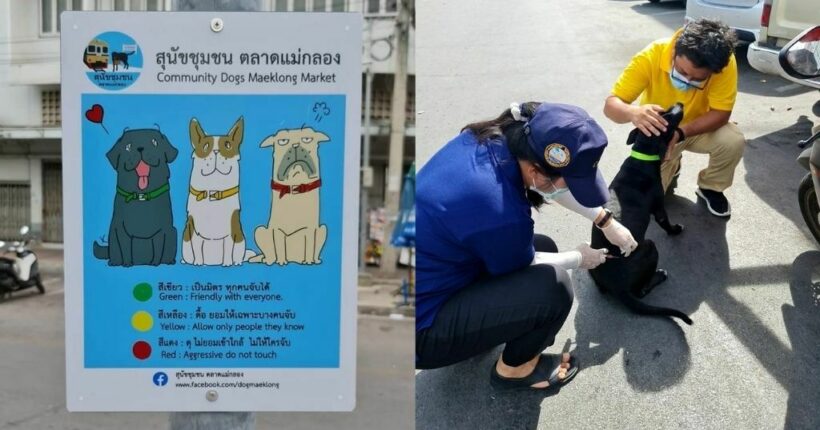 Market vendor runs stray dog programme, colour-coded collars to indicate friendliness