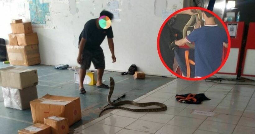 Delivery staff finds 3-metre king cobra inside parcel box in Isaan Thailand