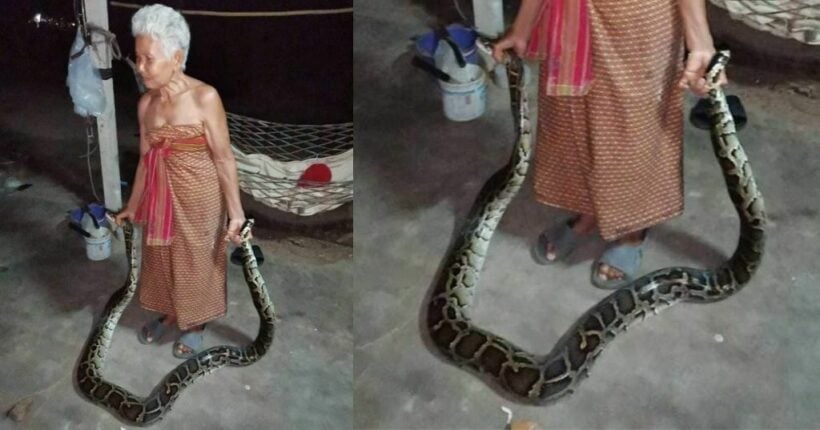 Thai grandma praised as village’s top snake catcher, grabs pythons with her bare hands