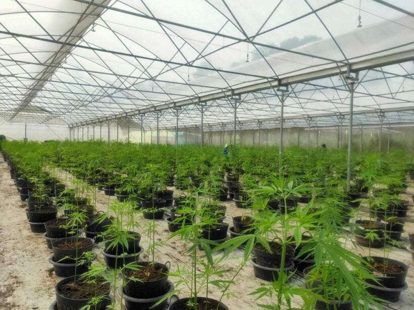 Prices plummet on cannabis, farmers ask for regulation