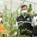 “Ganja-naburi&#8221;: Kanchanaburi is becoming Thailand’s medical marijuana capital | Thaiger