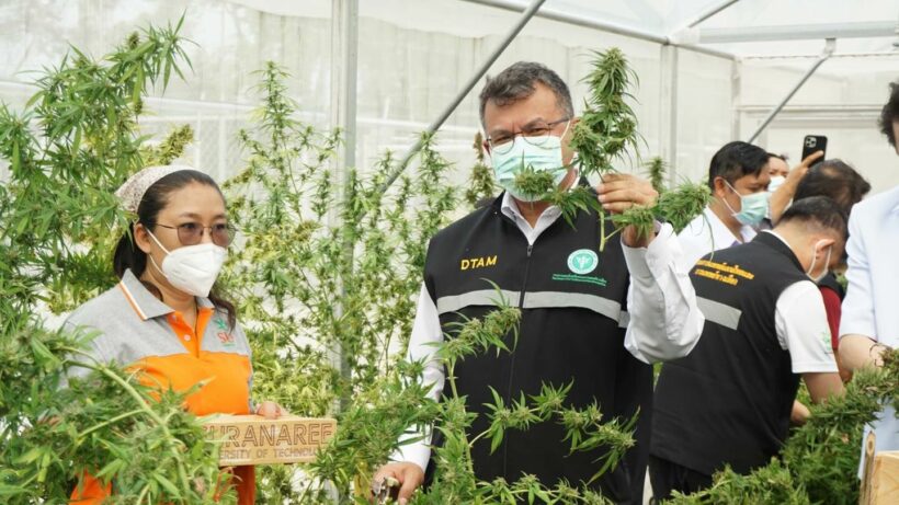 “Ganja-naburi”: Kanchanaburi is becoming Thailand’s medical marijuana capital