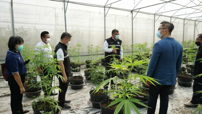 “Ganja-naburi": Kanchanaburi is becoming Thailand’s medical marijuana capital | News by Thaiger