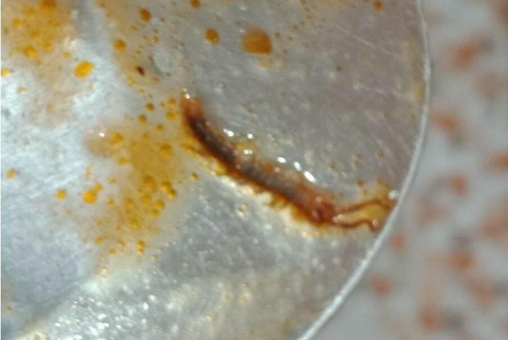 Family in Prachinburi find poisonous centipede in tin of fish