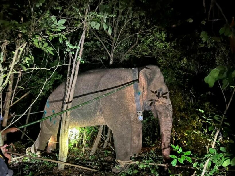 Wildlife rangers capture aggressive elephant that killed a villager