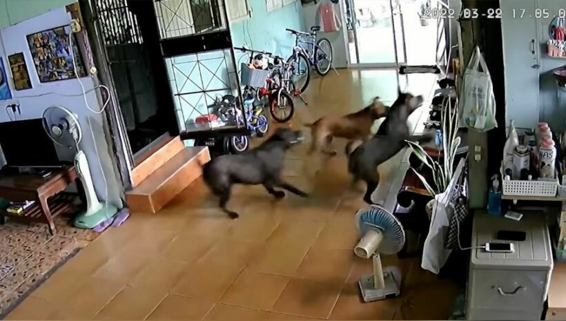 Footage shows three pit bulls breaking into home, children run to safety