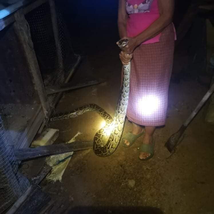 Thai grandma praised as village's top snake catcher, grabs pythons with her bare hands | News by Thaiger