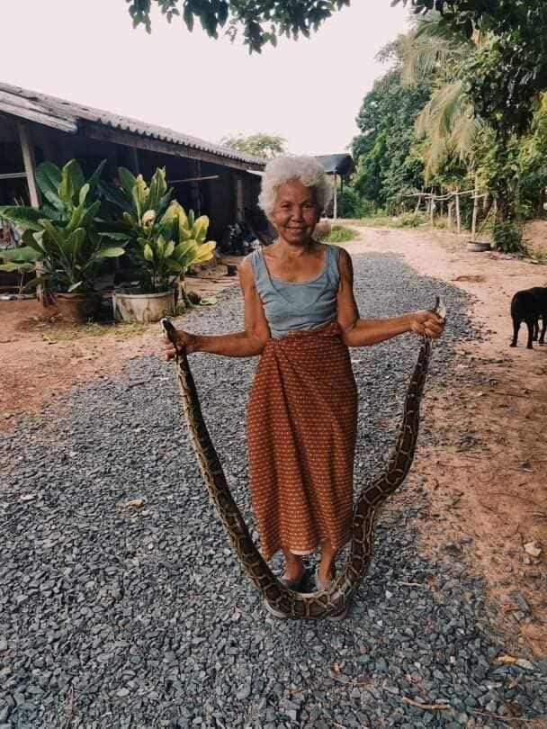 Thai grandma praised as village's top snake catcher, grabs pythons with her bare hands | News by Thaiger