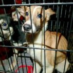 Thailand charity helps animals affected by the Ukraine conflict | Thaiger