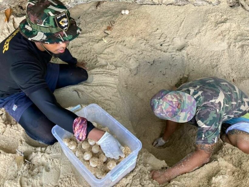 112 endangered green sea turtle eggs found at Koh Surin National Park