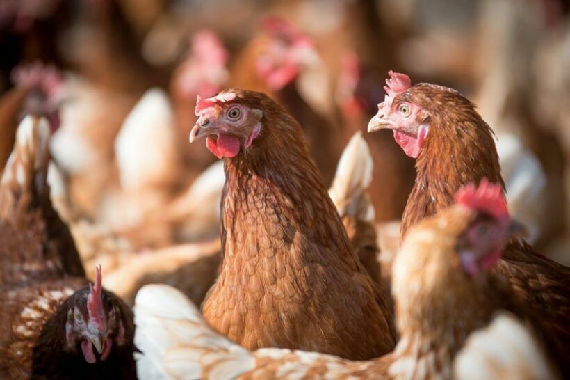 Thailand cold spell kills 200 chickens in Chaiyaphum