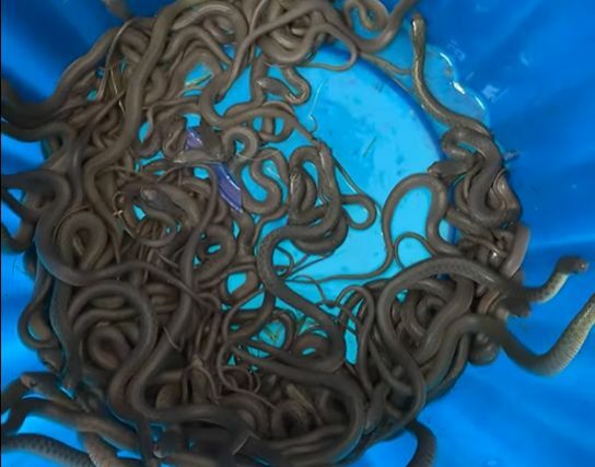 100 snakes emerge from flooded sewer in Chon Buri