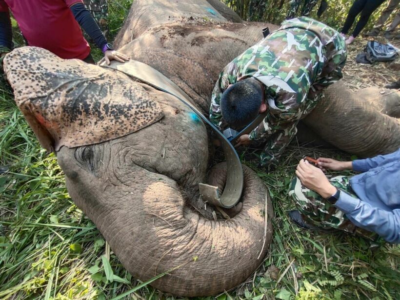 Elephant tracking collars hotsell