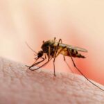 Thailand wants to eradicate malaria &#8216;for good&#8217; | Thaiger