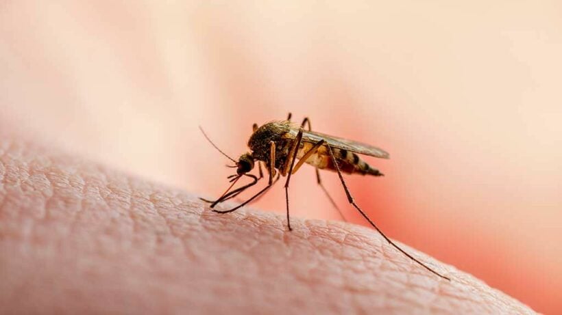 Thailand wants to eradicate malaria ‘for good’