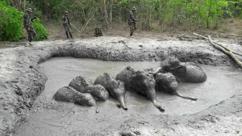 Park rangers save 6 wild baby elephants stuck in the mud