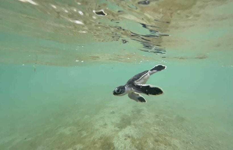 Green sea turtle eggs hatch at Surin Islands National Park