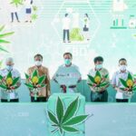 You can grow &#8216;as many cannabis plants as you like&#8217; in Thai homes from June 9, but&#8230; | Thaiger
