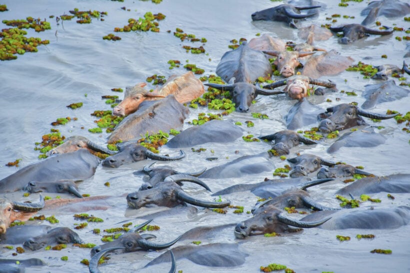 Floods cause mass buffalo starvation at Thale Noi park in southern Thailand