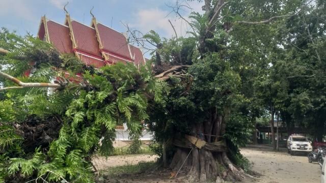 100 year old banyan tree falls down, kills 10 year old boy