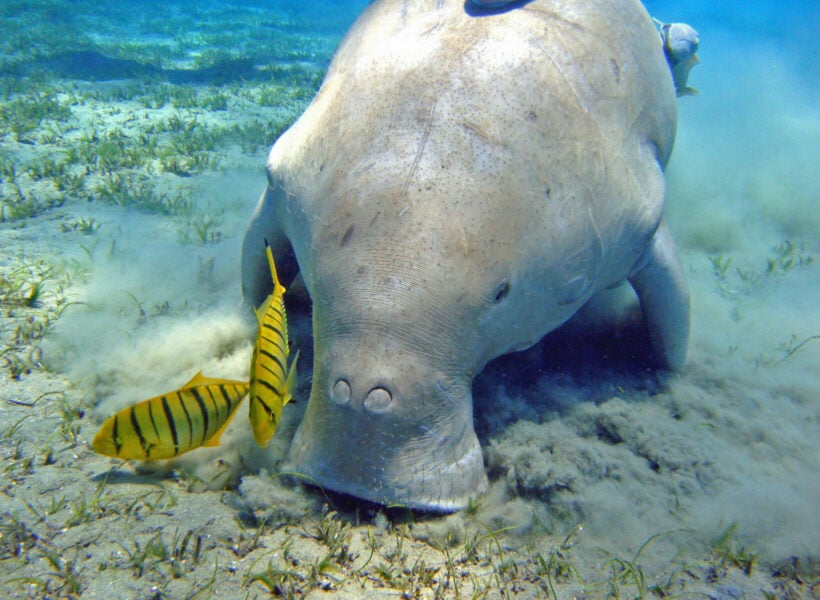 Rare sea creatures spotted in Krabi, southern Thailand