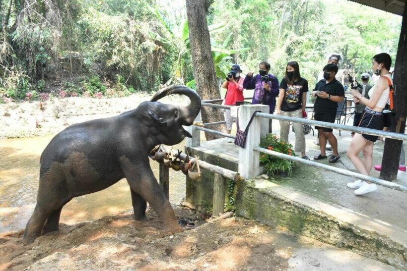 Chiang Mai elephant camp invites tourists to visit for free this Songkran