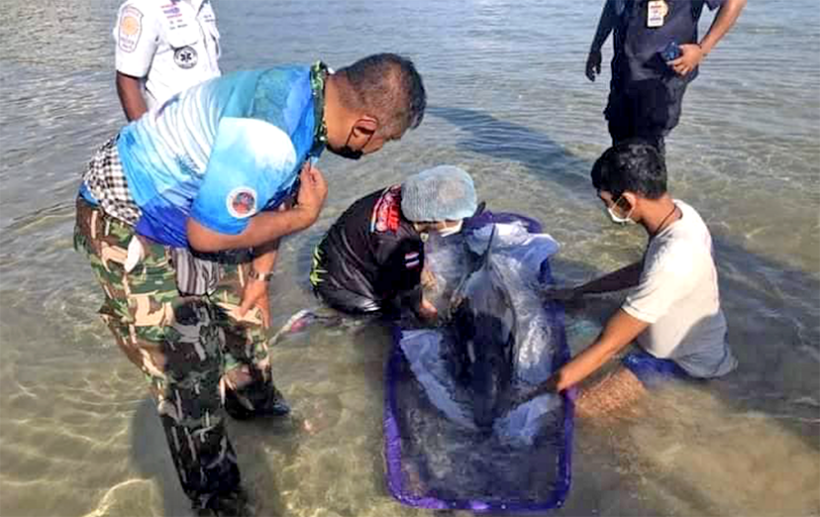 Wildlife workers rescue injured dolphin in Phuket