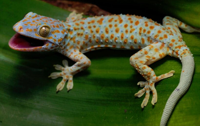 Thai authorities warn of jail time for catching or selling protected geckos