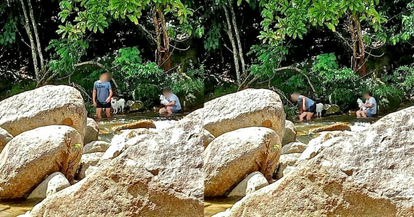 Dog owners prosecuted for bathing dogs at waterfall inside Thai national park