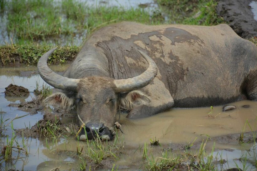 Thai man’s testicles burst after fight with water buffalo