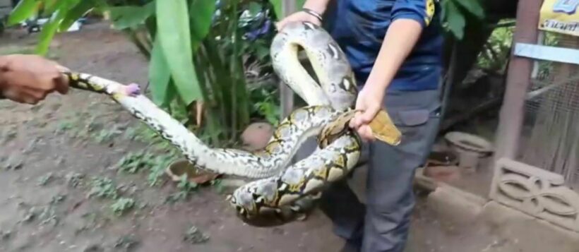 Python in central Thailand feasts on 10 chickens